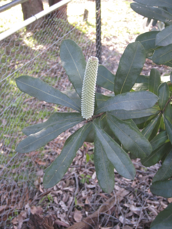 Creation of bud, flower, seed pods.: Step 1